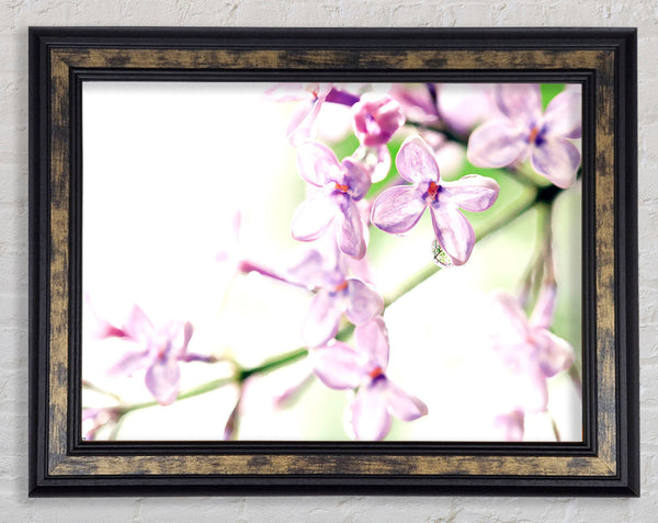 Lilac Flowers Framed Print