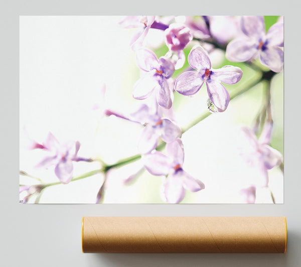 Lilac Flowers Print
