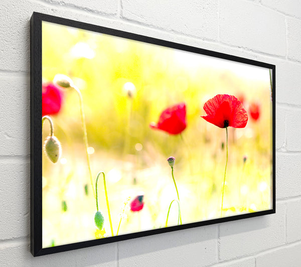 Poppy Sunlight