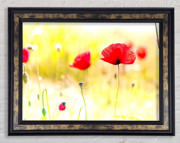 Poppy Sunlight Framed Print