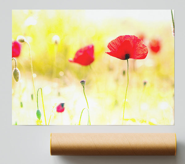 Poppy Sunlight Print