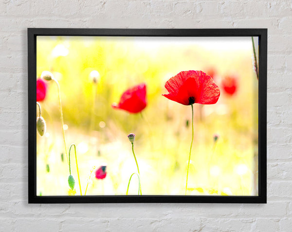Mohn Sonnenlicht