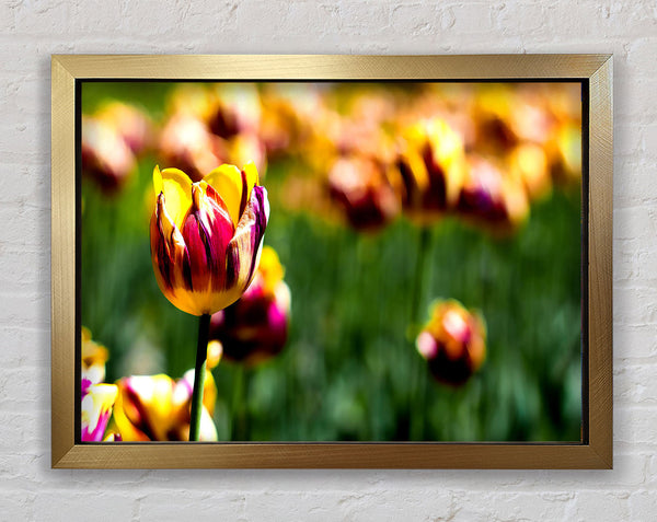 Botanischer Garten Tulpen