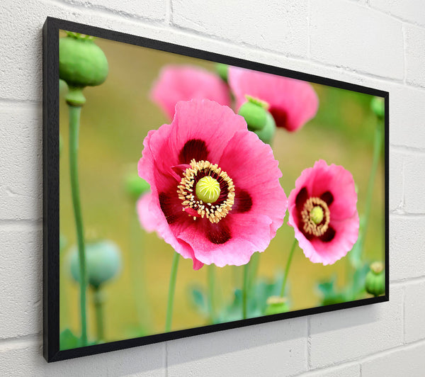 Pink Poppies In Bloom