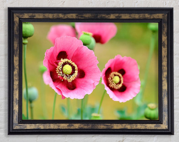 Pink Poppies In Bloom Framed Print