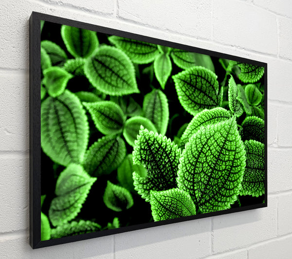 Beautiful Green Leaves