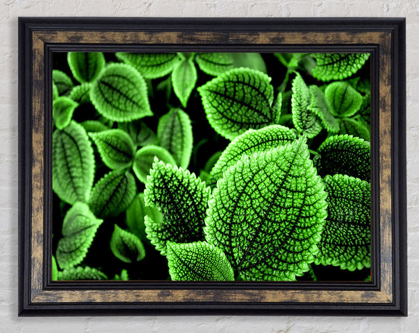 Beautiful Green Leaves Framed Print