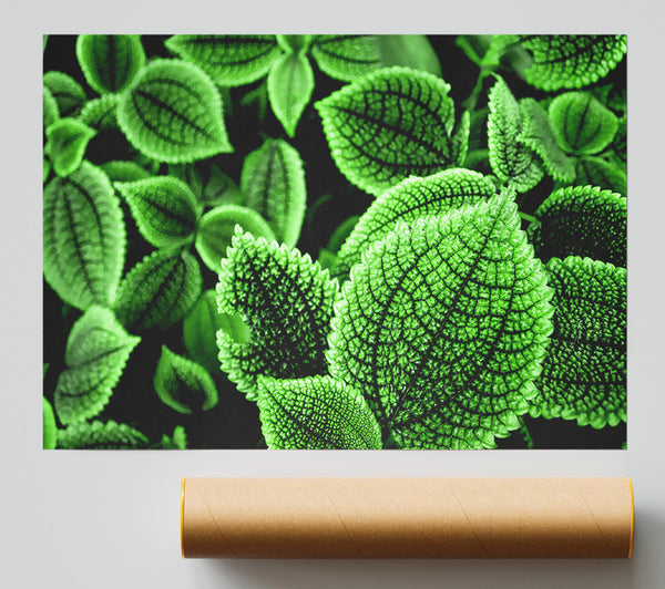 Beautiful Green Leaves Print