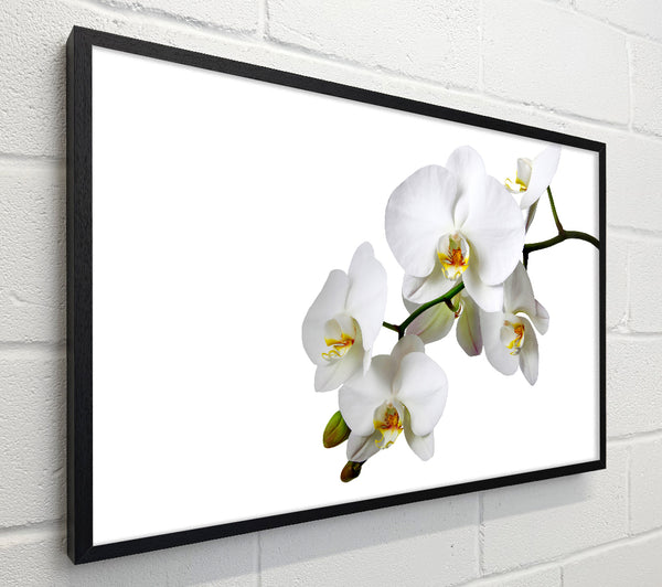White Orchid Beauty