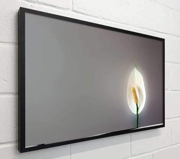 White Lily Heaven