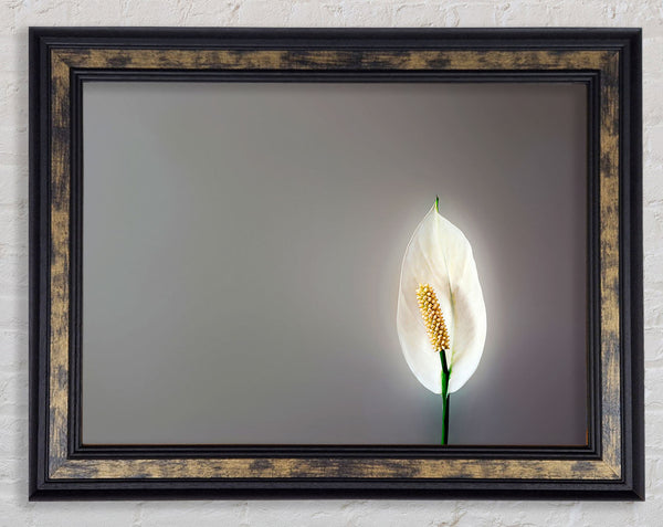 White Lily Heaven Framed Print