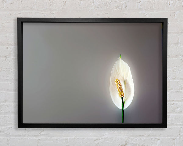 White Lily Heaven Framed Print