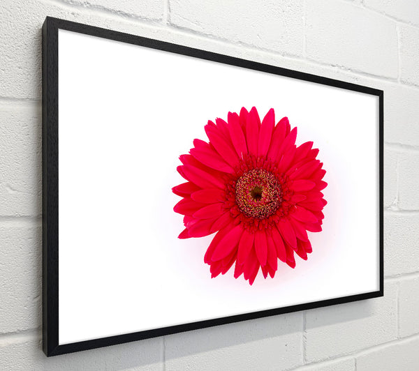 Cerise Gerbera
