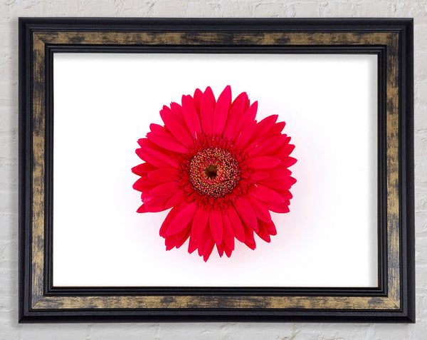 Cerise Gerbera Framed Print