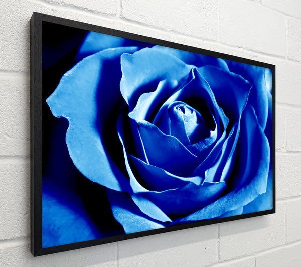 Blue Rose Petals