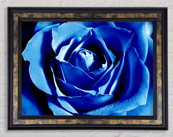 Blue Rose Petals Framed Print