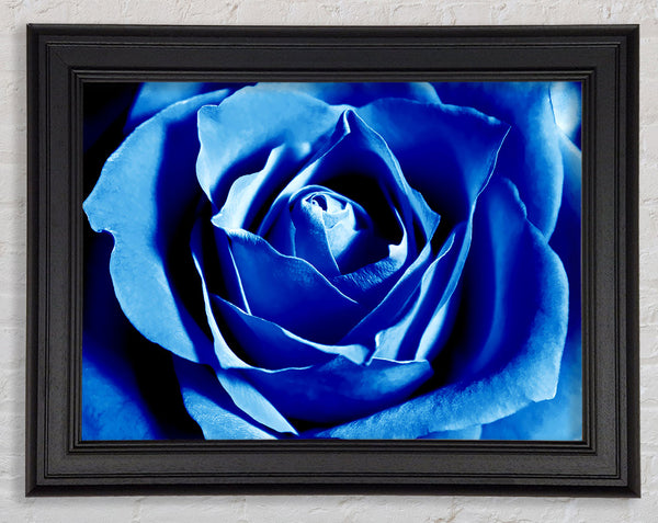 Blaue Rosenblätter