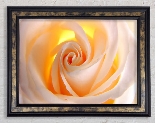 Soft Cream Yellow Rose Framed Print