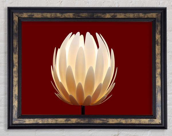 Glow Of The Flower Framed Print