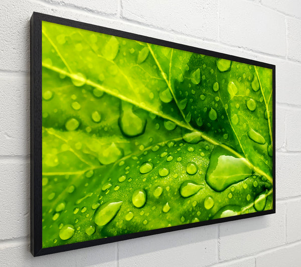 Dewdrop Leaves