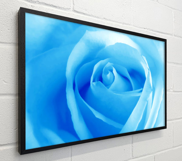 Baby Blue Rose