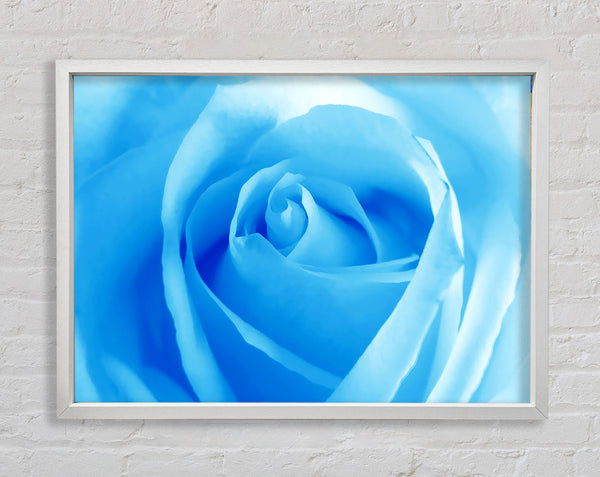 Babyblaue Rose