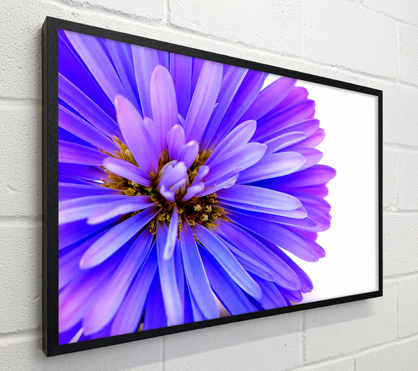 Soft Purple Petals