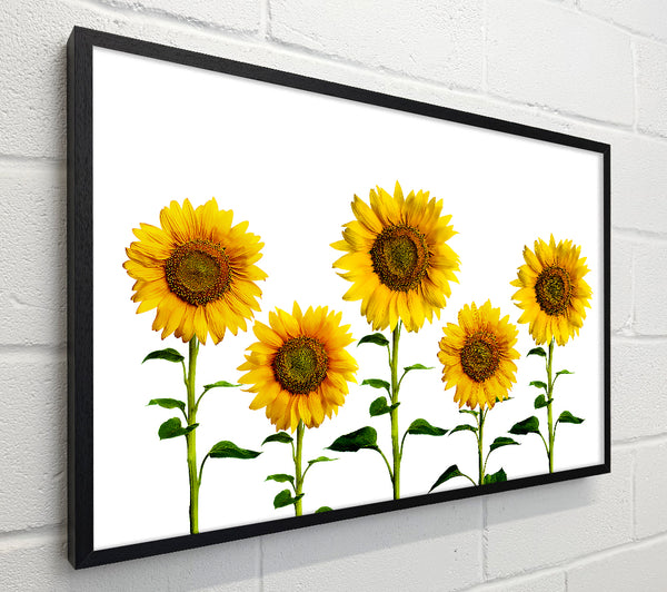 Sunflower Mayhem