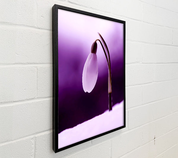Purple Snowdrop