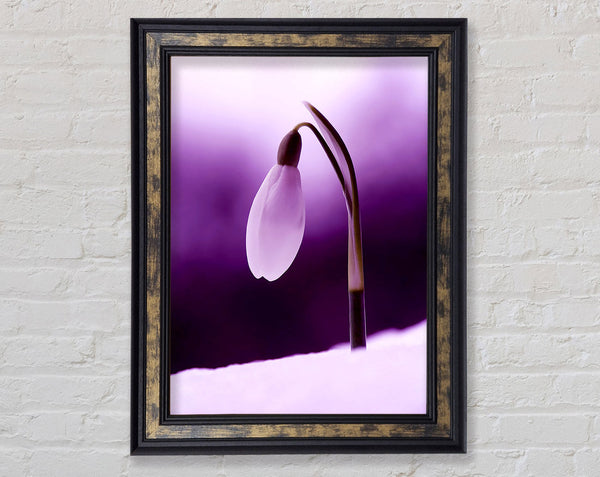 Purple Snowdrop Framed Print