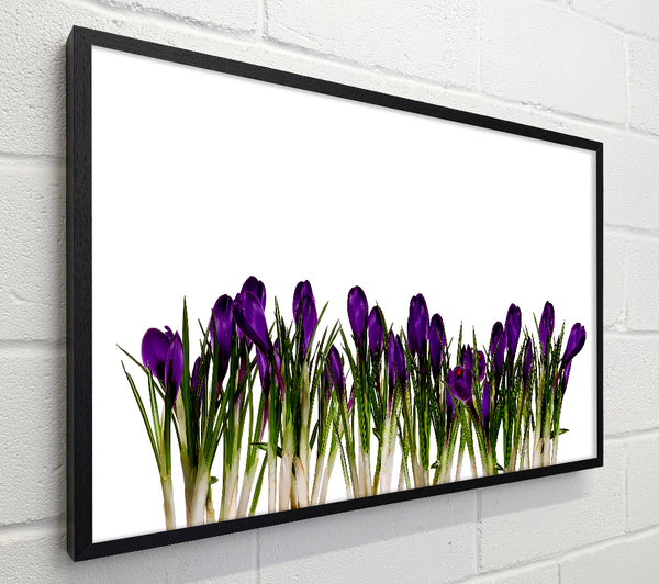 Purple Garden Flowers