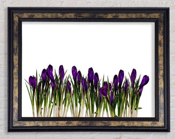 Purple Garden Flowers Framed Print