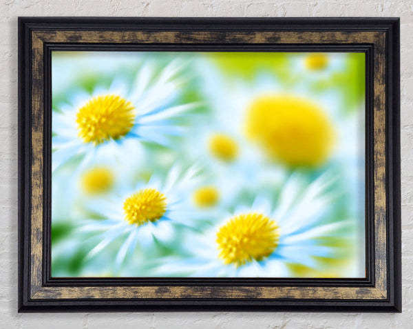 Soft Hue Of White Daisies Framed Print