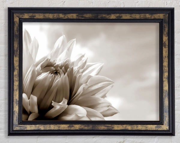 Blossoming Sepia Framed Print