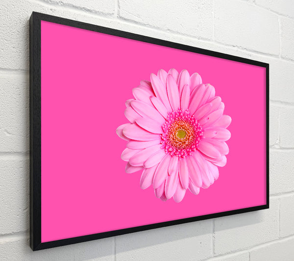 Baby Pink On Pink Gerbera