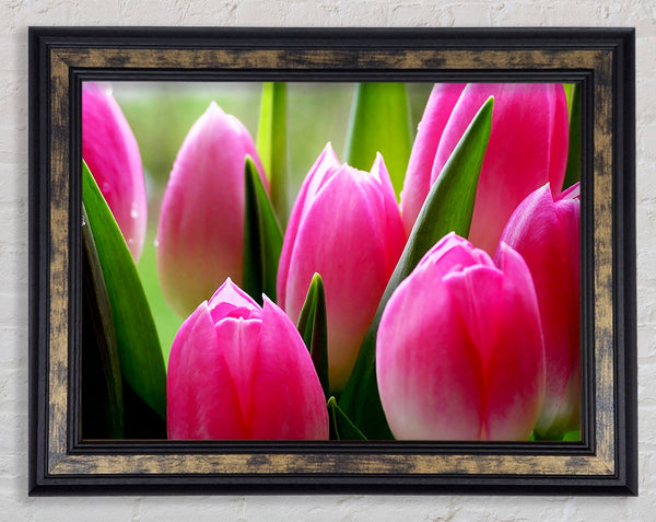 Pink Tulip Garden Surprise Framed Print