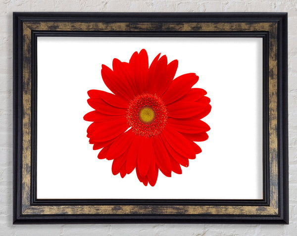Vibrant Red Gerbera Framed Print
