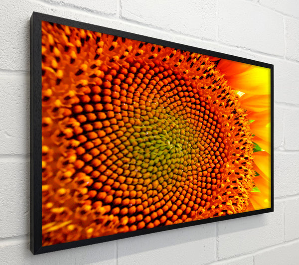 Stunning Sunflower Close-Up