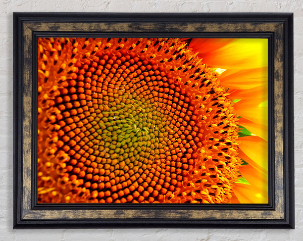 Stunning Sunflower Close-Up Framed Print