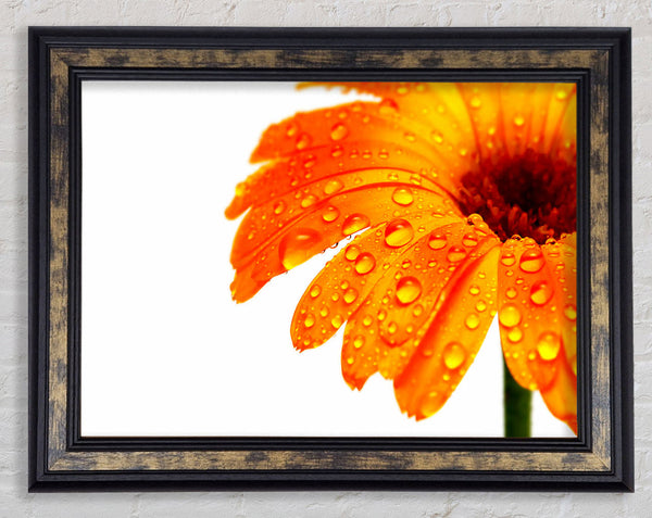 Stunning Fire Glow Petals Framed Print