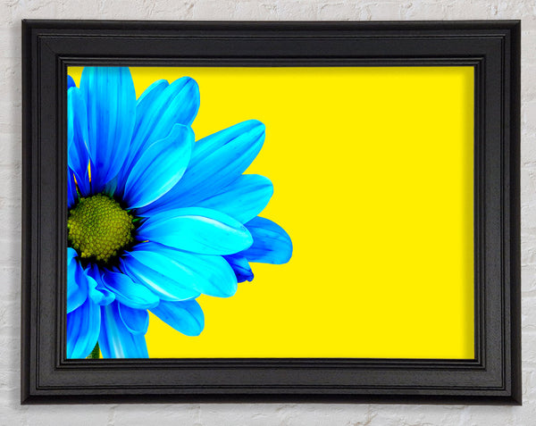 Blaues Gänseblümchen auf Gelb