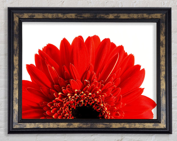 Red Gerbera Head Framed Print