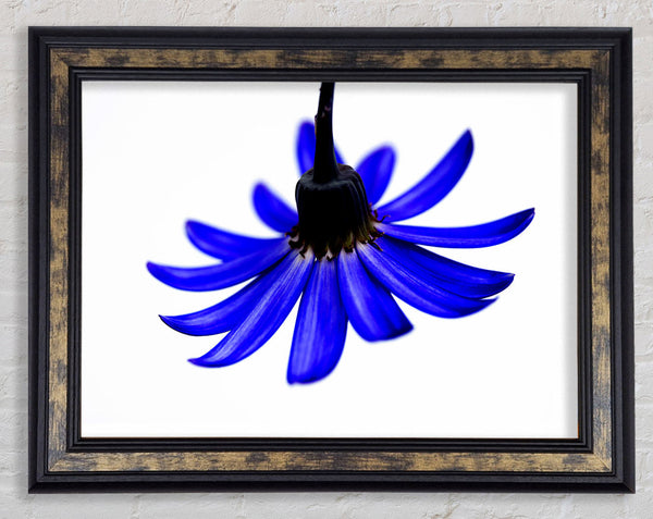 Blue Petals Framed Print