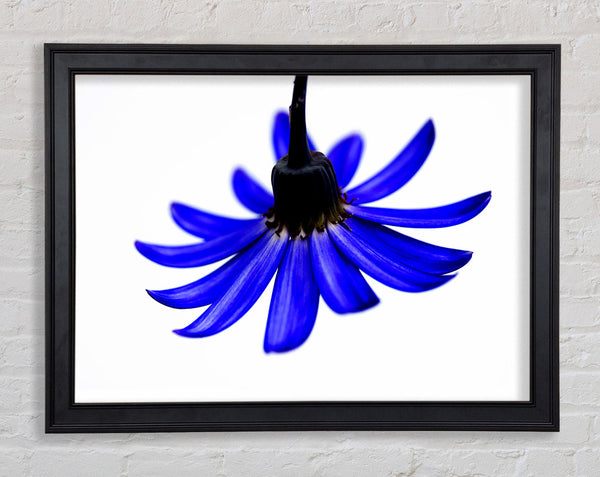 Blaue Blütenblätter
