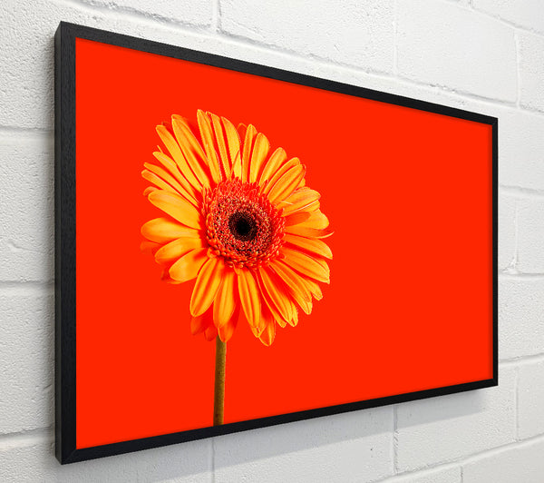 Orange On Orange Gerbera