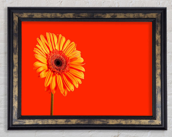 Orange On Orange Gerbera Framed Print