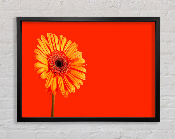 Orange auf orange Gerbera