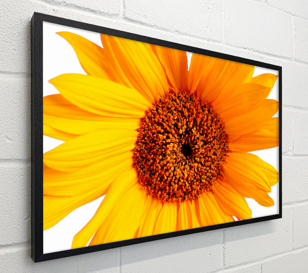 Sunflower Petals