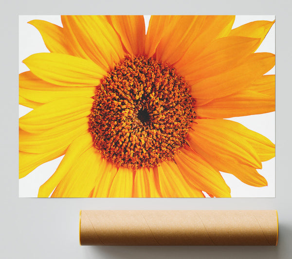 Sunflower Petals Print