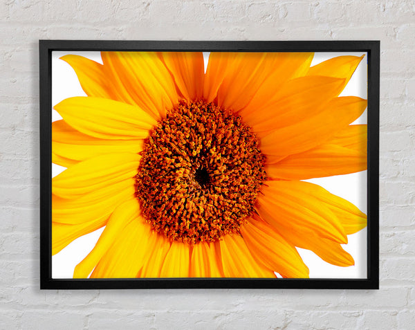 Sonnenblumenblütenblätter